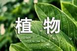 兩種植物組織特異性基因表達方法分析